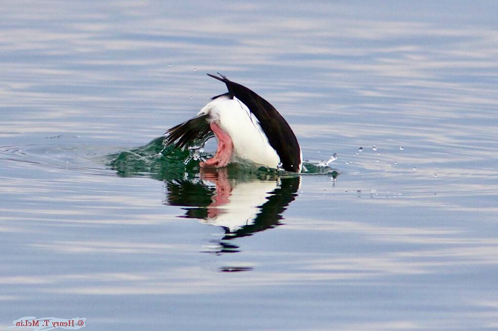 Bufflehead dive by hmclin is licensed under CC BY-NC-SA 2.0